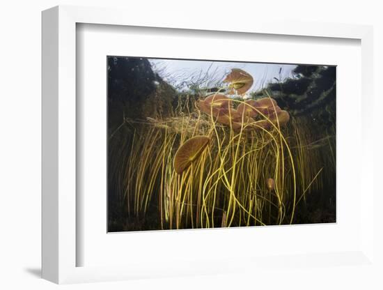 Colorful Lily Pads and Reeds Grow Along the Edge of a Freshwater Lake-Stocktrek Images-Framed Photographic Print