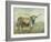 Colorful Longhorn Cow-Silvia Vassileva-Framed Art Print