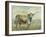 Colorful Longhorn Cow-Silvia Vassileva-Framed Art Print