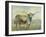 Colorful Longhorn Cow-Silvia Vassileva-Framed Art Print