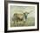 Colorful Longhorn Cow-Silvia Vassileva-Framed Art Print