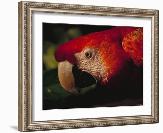 Colorful Macaw, Antigua, Guatemala-Merrill Images-Framed Photographic Print