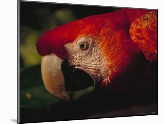 Colorful Macaw, Antigua, Guatemala-Merrill Images-Mounted Photographic Print