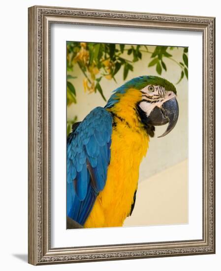 Colorful Macaw Bird, Chichicastenango, Guatemala-Bill Bachmann-Framed Photographic Print