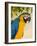 Colorful Macaw Bird, Chichicastenango, Guatemala-Bill Bachmann-Framed Photographic Print