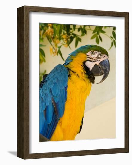 Colorful Macaw Bird, Chichicastenango, Guatemala-Bill Bachmann-Framed Photographic Print