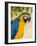 Colorful Macaw Bird, Chichicastenango, Guatemala-Bill Bachmann-Framed Photographic Print