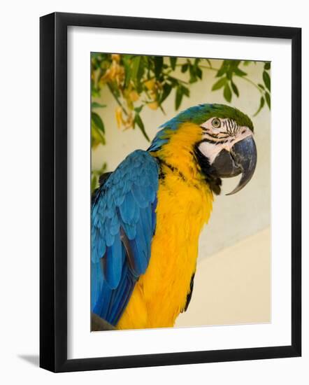 Colorful Macaw Bird, Chichicastenango, Guatemala-Bill Bachmann-Framed Photographic Print