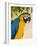 Colorful Macaw Bird, Chichicastenango, Guatemala-Bill Bachmann-Framed Photographic Print