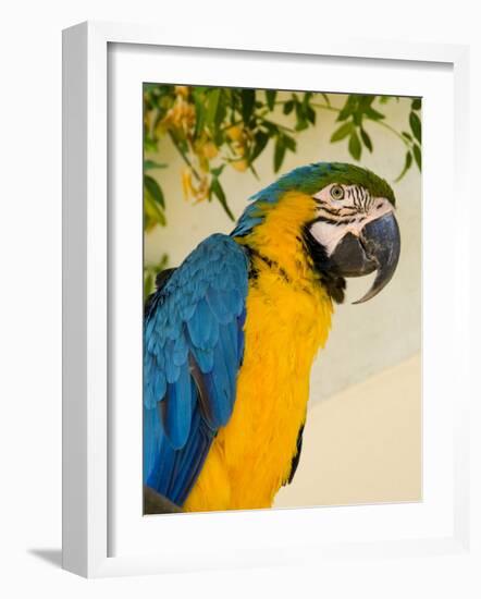 Colorful Macaw Bird, Chichicastenango, Guatemala-Bill Bachmann-Framed Photographic Print