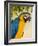 Colorful Macaw Bird, Chichicastenango, Guatemala-Bill Bachmann-Framed Photographic Print