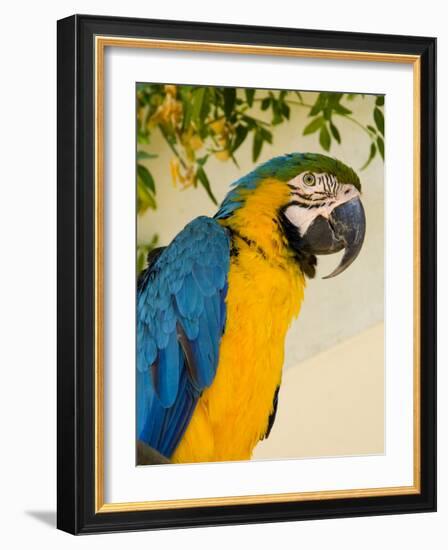 Colorful Macaw Bird, Chichicastenango, Guatemala-Bill Bachmann-Framed Photographic Print