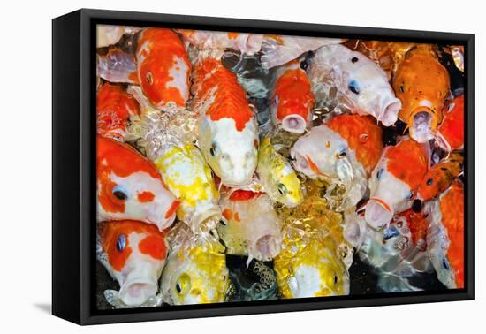 Colorful Many Koi Carp-Yongkiet-Framed Premier Image Canvas