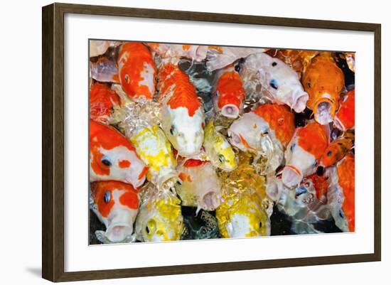 Colorful Many Koi Carp-Yongkiet-Framed Photographic Print