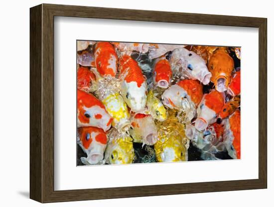 Colorful Many Koi Carp-Yongkiet-Framed Photographic Print