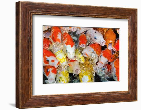 Colorful Many Koi Carp-Yongkiet-Framed Photographic Print