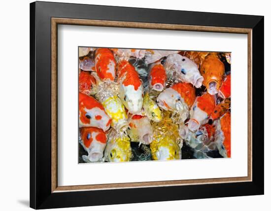 Colorful Many Koi Carp-Yongkiet-Framed Photographic Print