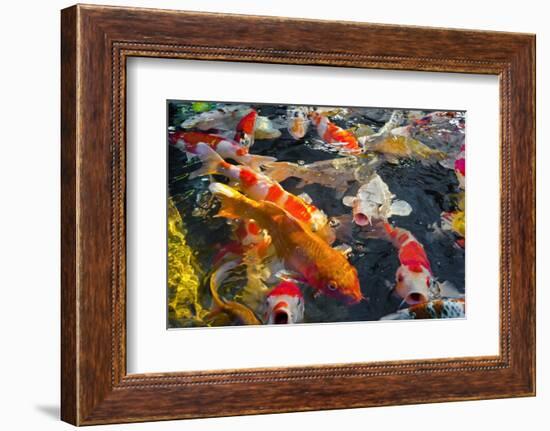 Colorful Many Koi Carp-Yongkiet-Framed Photographic Print