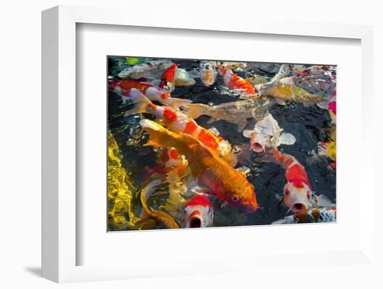 Colorful Many Koi Carp-Yongkiet-Framed Photographic Print