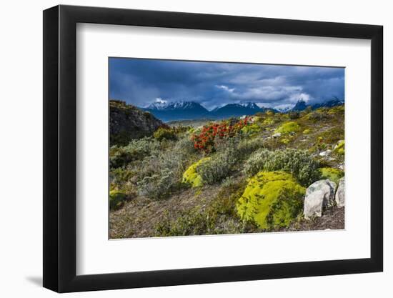 Colorful Moss , the Beagle Channel, Ushuaia, Tierra Del Fuego, Argentina, South America-Michael Runkel-Framed Photographic Print