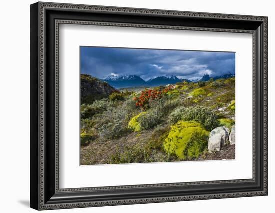 Colorful Moss , the Beagle Channel, Ushuaia, Tierra Del Fuego, Argentina, South America-Michael Runkel-Framed Photographic Print