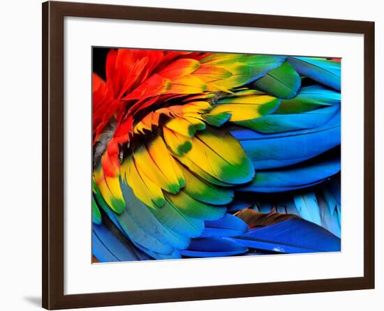 Colorful of Scarlet Macaw Bird's Feathers with Red Yellow Orange and Blue Shades, Exotic Nature Bac-Super Prin-Framed Photographic Print