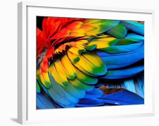 Colorful of Scarlet Macaw Bird's Feathers with Red Yellow Orange and Blue Shades, Exotic Nature Bac-Super Prin-Framed Photographic Print