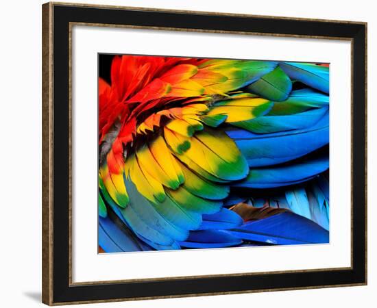 Colorful of Scarlet Macaw Bird's Feathers with Red Yellow Orange and Blue Shades, Exotic Nature Bac-Super Prin-Framed Photographic Print