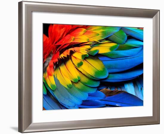 Colorful of Scarlet Macaw Bird's Feathers with Red Yellow Orange and Blue Shades, Exotic Nature Bac-Super Prin-Framed Photographic Print