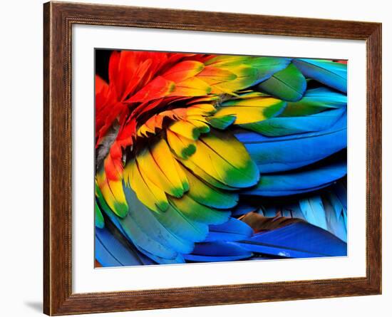Colorful of Scarlet Macaw Bird's Feathers with Red Yellow Orange and Blue Shades, Exotic Nature Bac-Super Prin-Framed Photographic Print