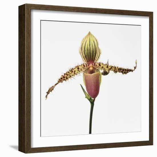 Colorful Orchid-Micha Pawlitzki-Framed Photographic Print