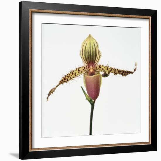 Colorful Orchid-Micha Pawlitzki-Framed Photographic Print