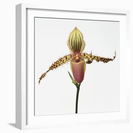 Colorful Orchid-Micha Pawlitzki-Framed Photographic Print