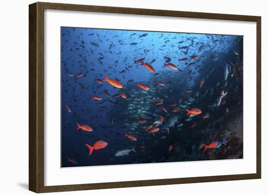 Colorful Pacific Creolefish in Deep Water Near Cocos Island, Costa Rica-Stocktrek Images-Framed Photographic Print