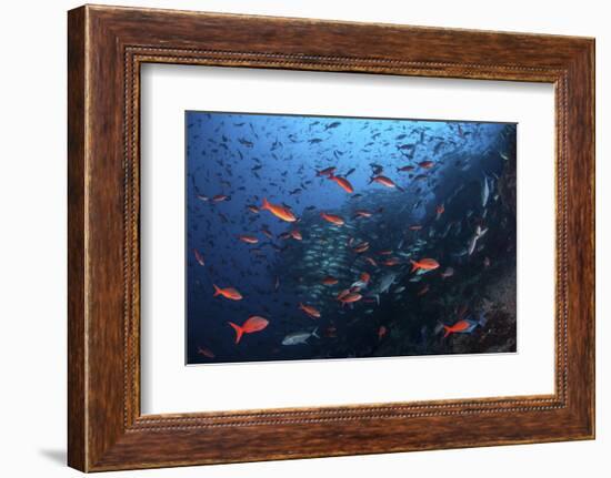 Colorful Pacific Creolefish in Deep Water Near Cocos Island, Costa Rica-Stocktrek Images-Framed Photographic Print