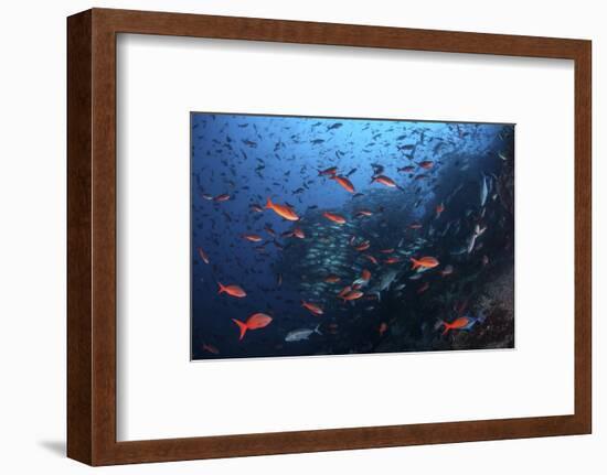 Colorful Pacific Creolefish in Deep Water Near Cocos Island, Costa Rica-Stocktrek Images-Framed Photographic Print
