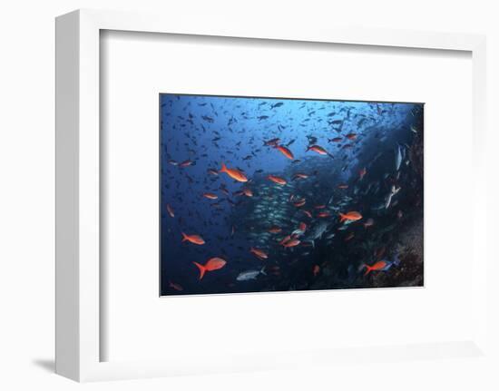 Colorful Pacific Creolefish in Deep Water Near Cocos Island, Costa Rica-Stocktrek Images-Framed Photographic Print