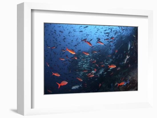 Colorful Pacific Creolefish in Deep Water Near Cocos Island, Costa Rica-Stocktrek Images-Framed Photographic Print