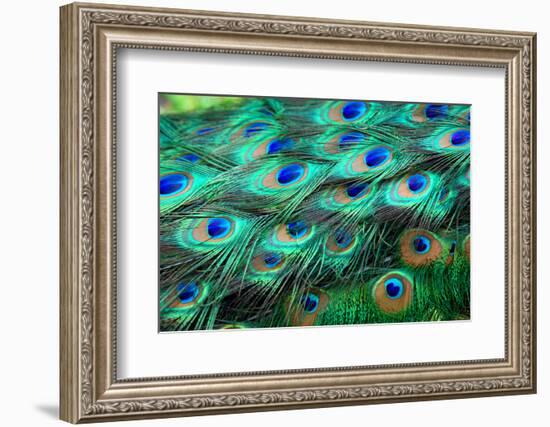 Colorful Peacock Feathers,Shallow Dof.-Liang Zhang-Framed Photographic Print