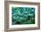 Colorful Peacock Feathers,Shallow Dof.-Liang Zhang-Framed Photographic Print