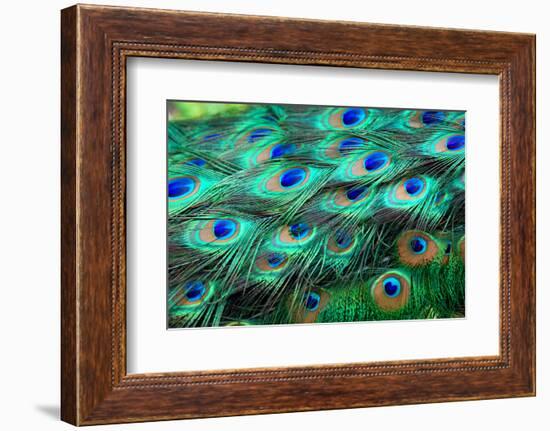 Colorful Peacock Feathers,Shallow Dof.-Liang Zhang-Framed Photographic Print