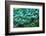 Colorful Peacock Feathers,Shallow Dof.-Liang Zhang-Framed Photographic Print