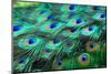 Colorful Peacock Feathers,Shallow Dof.-Liang Zhang-Mounted Photographic Print