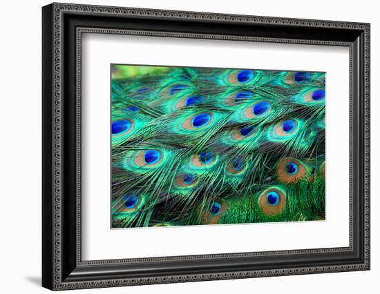 Colorful Peacock Feathers,Shallow Dof.-Liang Zhang-Framed Photographic Print