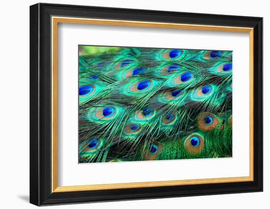 Colorful Peacock Feathers,Shallow Dof.-Liang Zhang-Framed Photographic Print