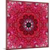Colorful Photographic Layer Work from Red Roses-Alaya Gadeh-Mounted Photographic Print