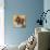 Colorful Pomeranian-Carolee Vitaletti-Premium Giclee Print displayed on a wall