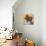 Colorful Pomeranian-Carolee Vitaletti-Premium Giclee Print displayed on a wall