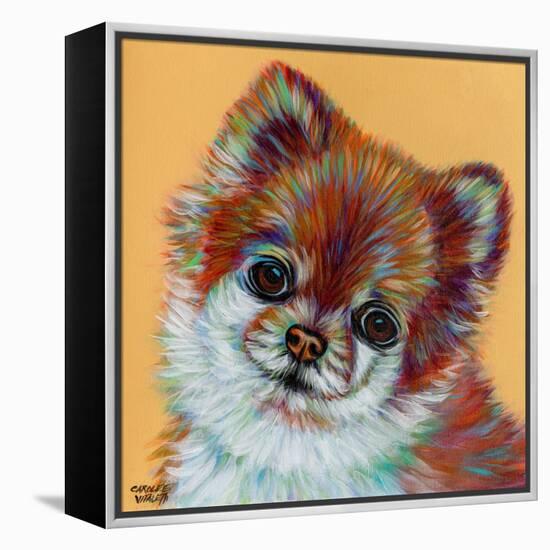 Colorful Pomeranian-Carolee Vitaletti-Framed Stretched Canvas