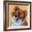 Colorful Pomeranian-Carolee Vitaletti-Framed Art Print